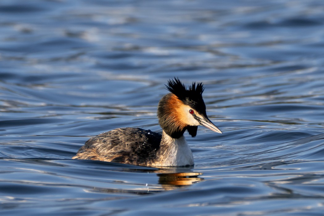 Great Crested Grebe