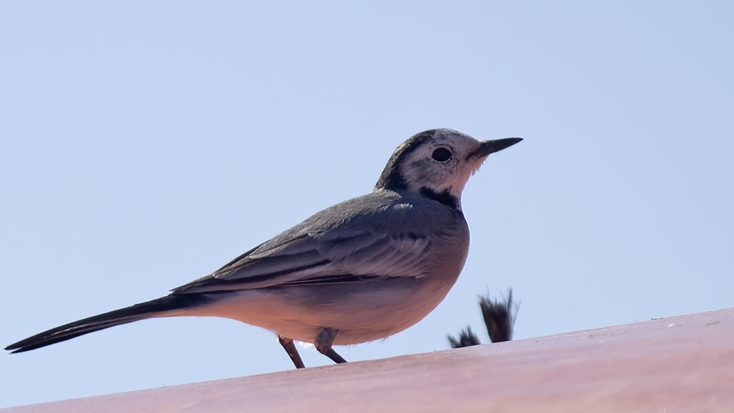 White Wagtail