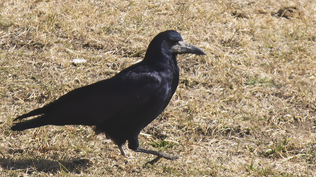 Rook
