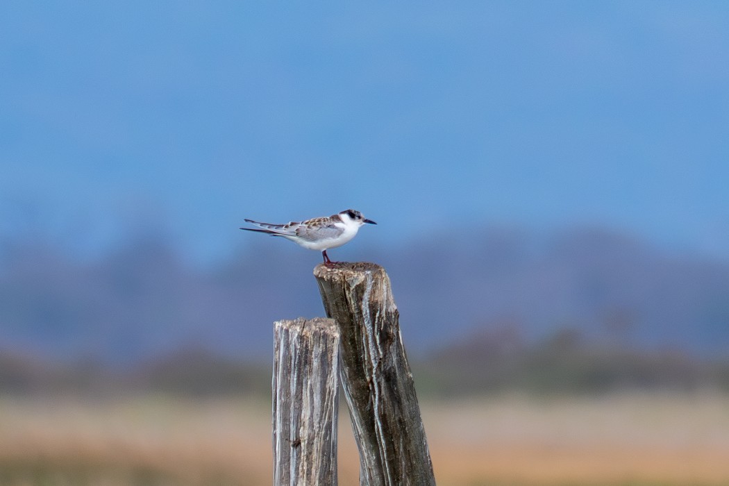 Whiskered Tern