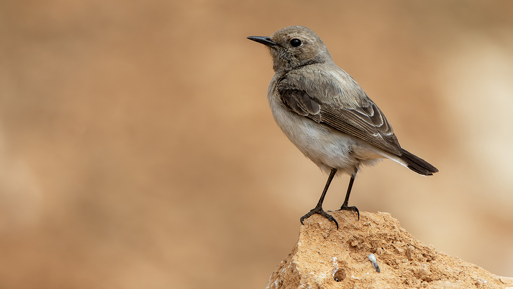 Finsch`s Wheatear