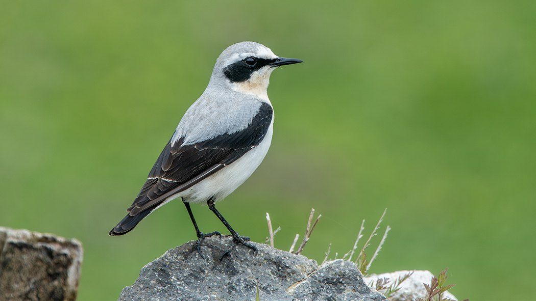Northern Wheatear