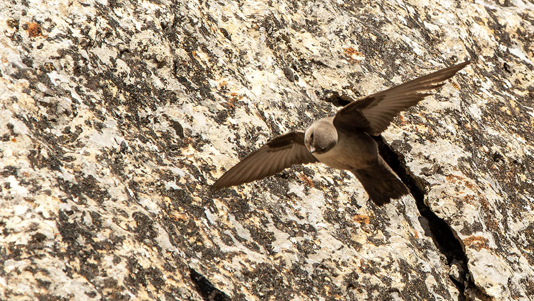 Eurasian Crag Martin