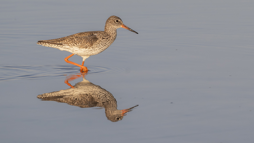 Common Redshank
