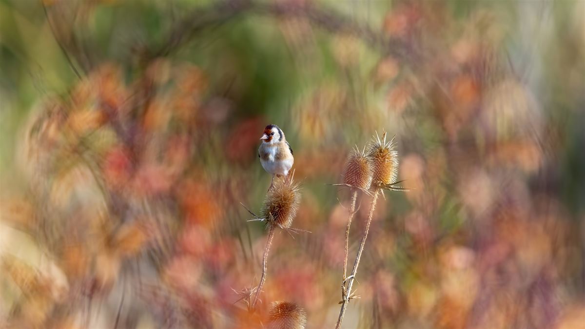 European Goldfinch