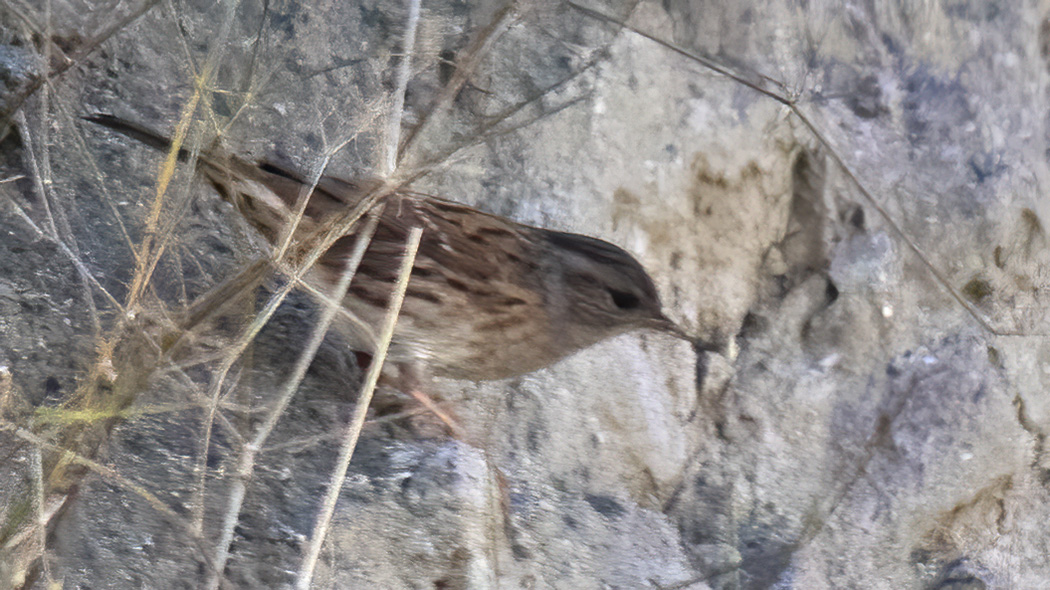Dunnock