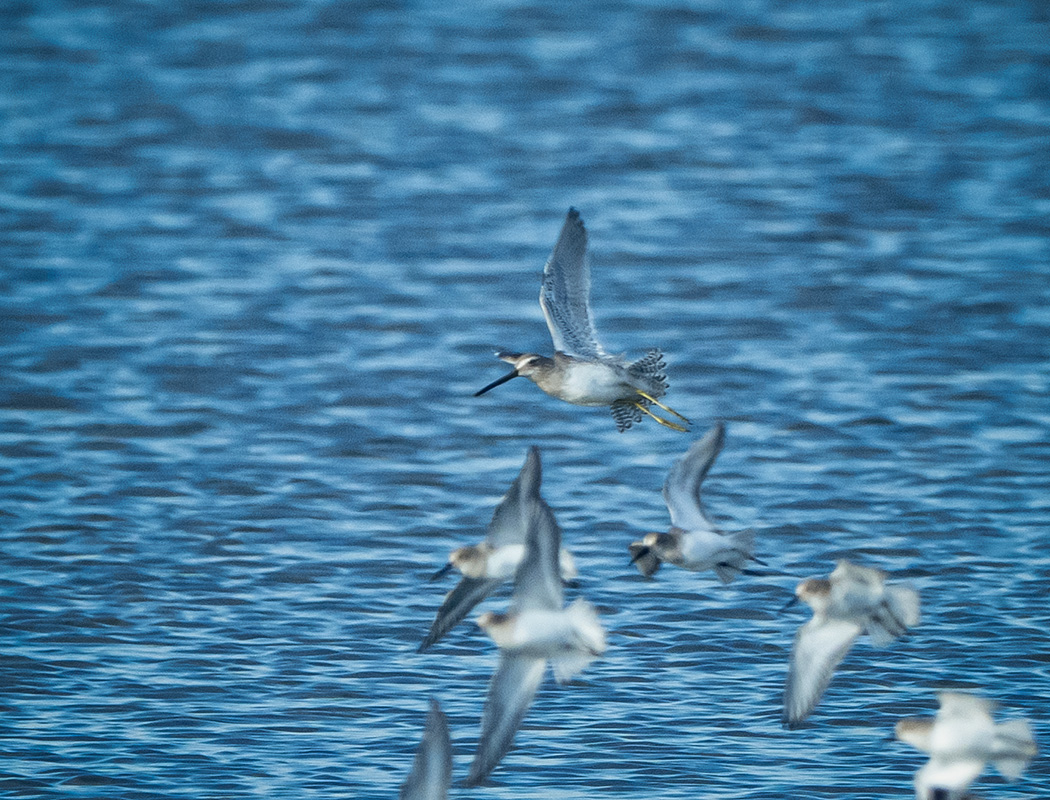 Long-billed Dowitcher