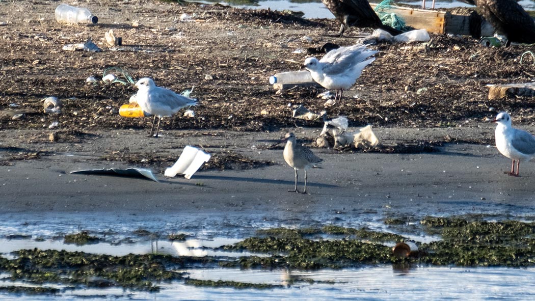 Bar-tailed Godwit