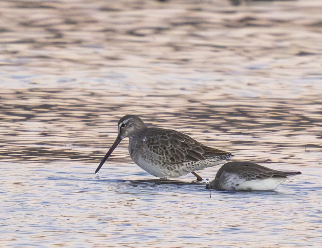 Long-billed Dowitcher