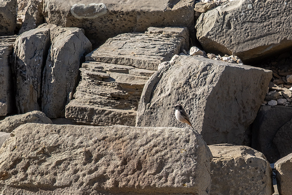 Red-tailed Wheatear