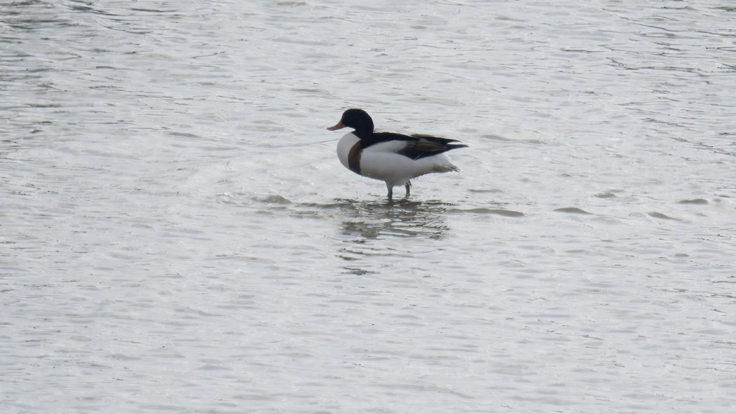 Common Shelduck