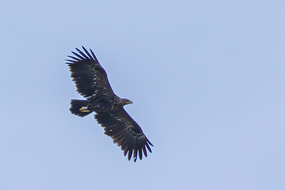 Greater Spotted Eagle