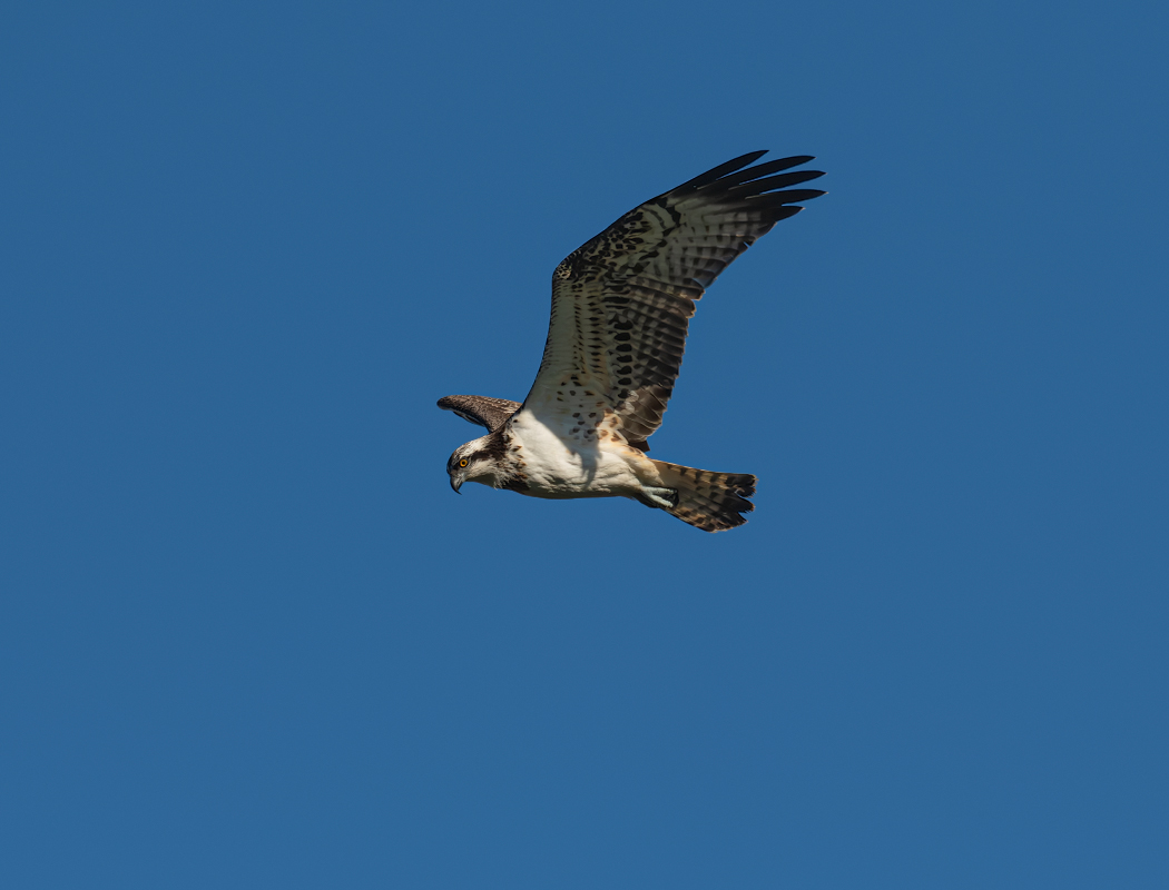 Osprey