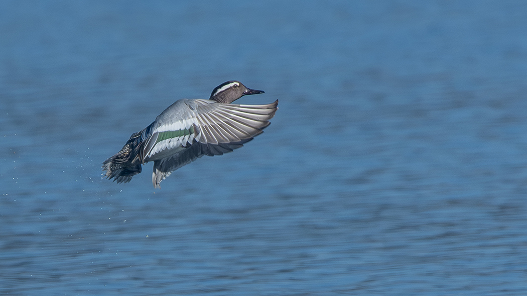 Garganey