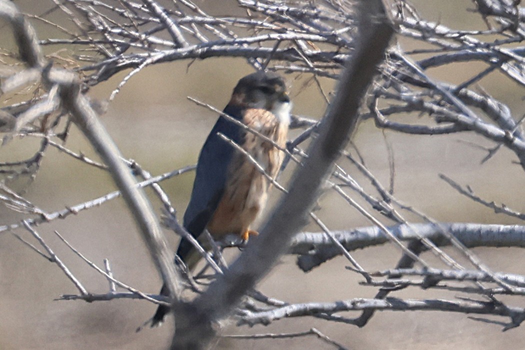 Merlin
