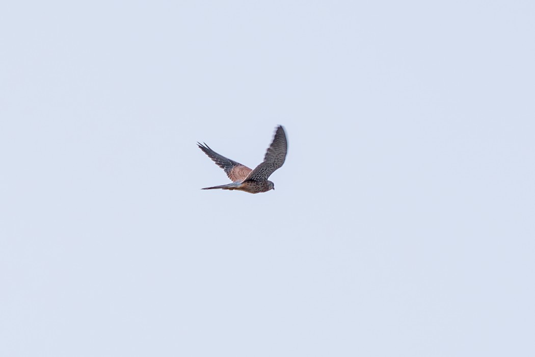 Common Kestrel