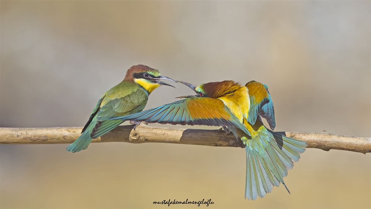 European Bee-eater