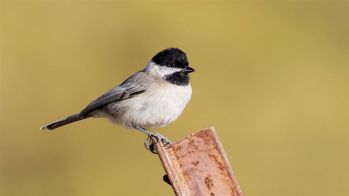 Sombre Tit