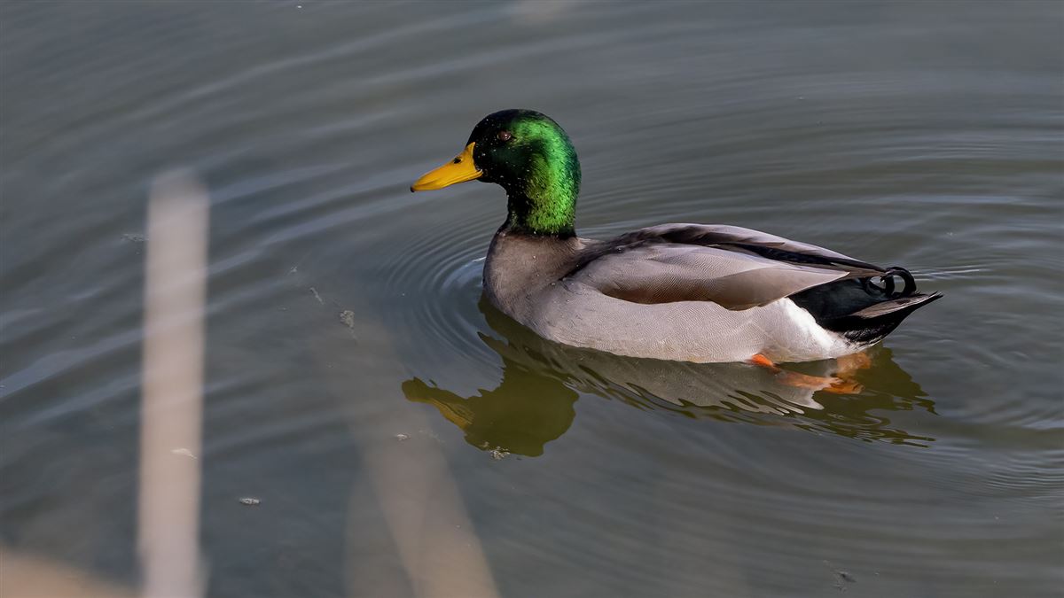 Mallard