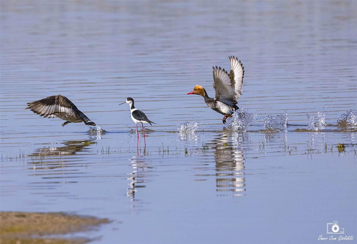Red-crested Pochard