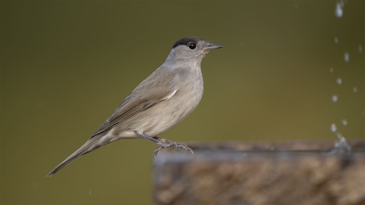 Eurasian Blackcap
