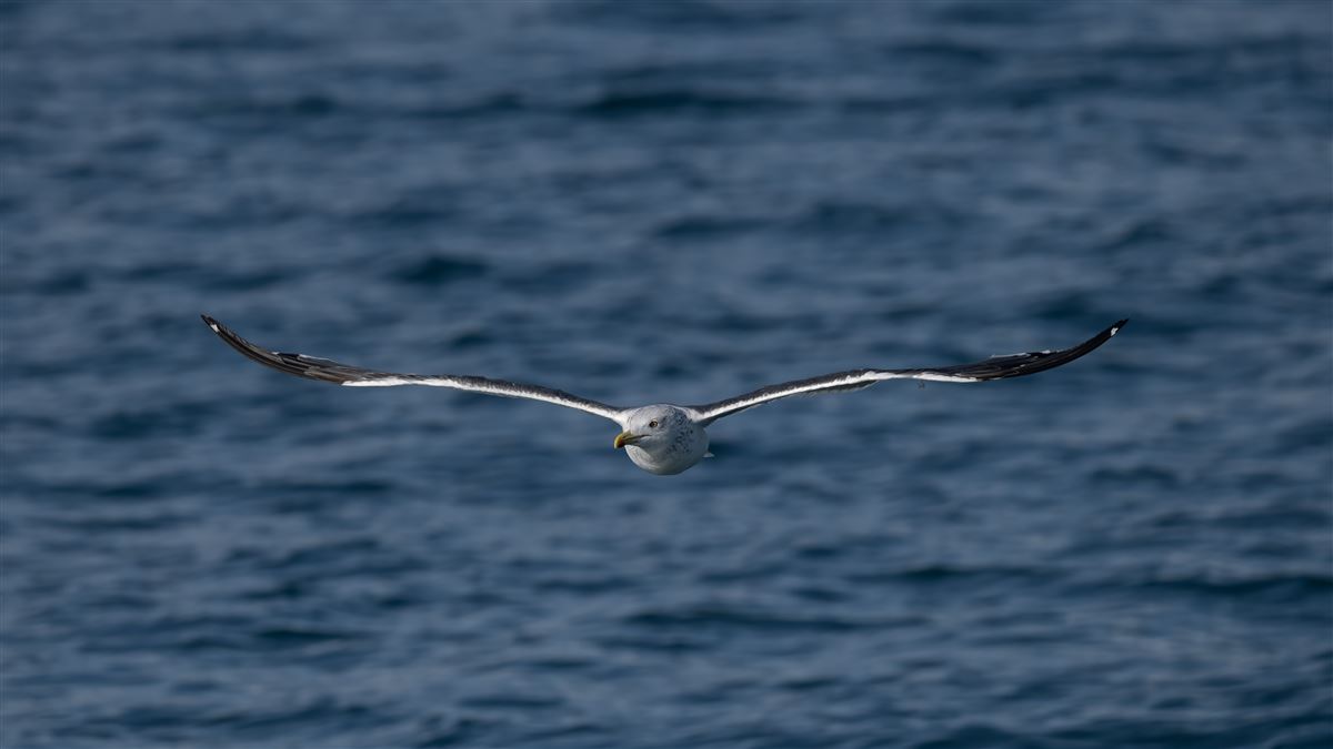 Lesser Black-backed Gull