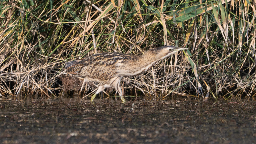 Eurasian Bittern