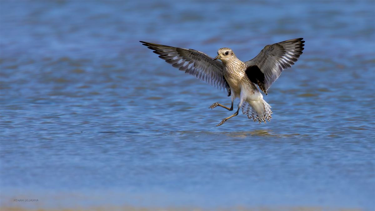 Grey Plover