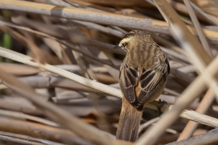 Sedge Warbler
