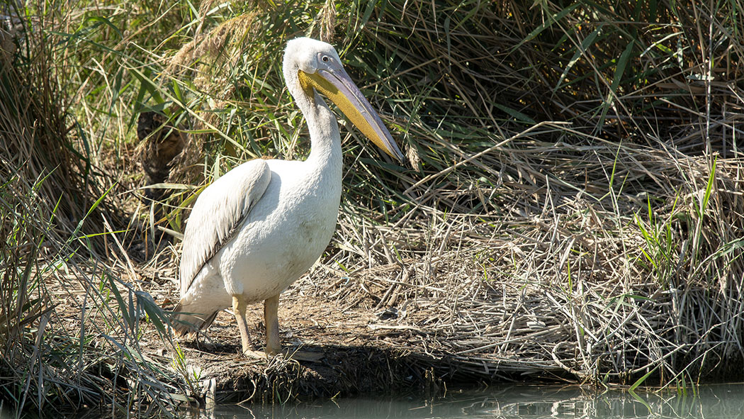Great White Pelican