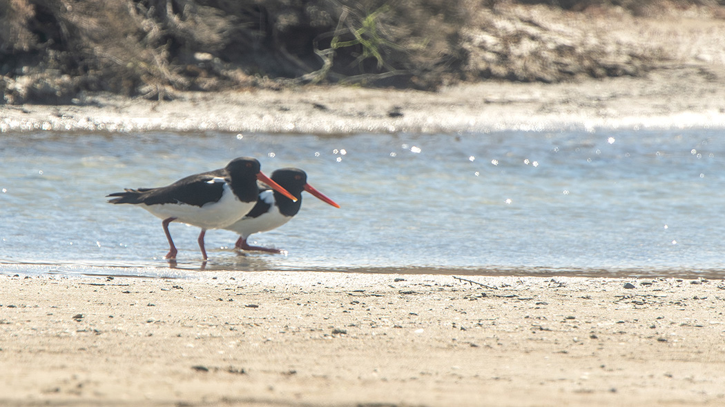 Eurasian Oystercatcher