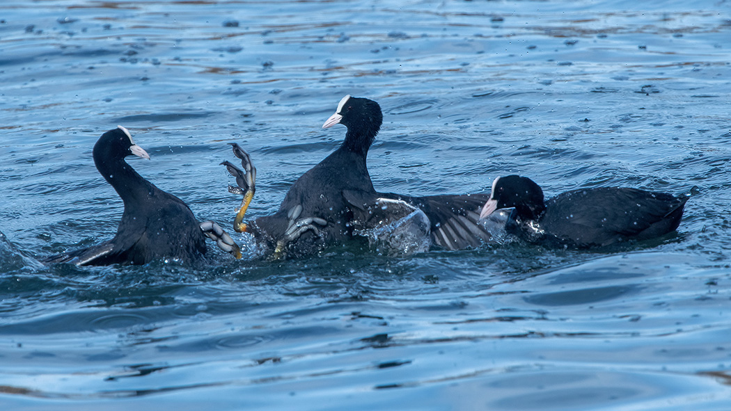 Eurasian Coot