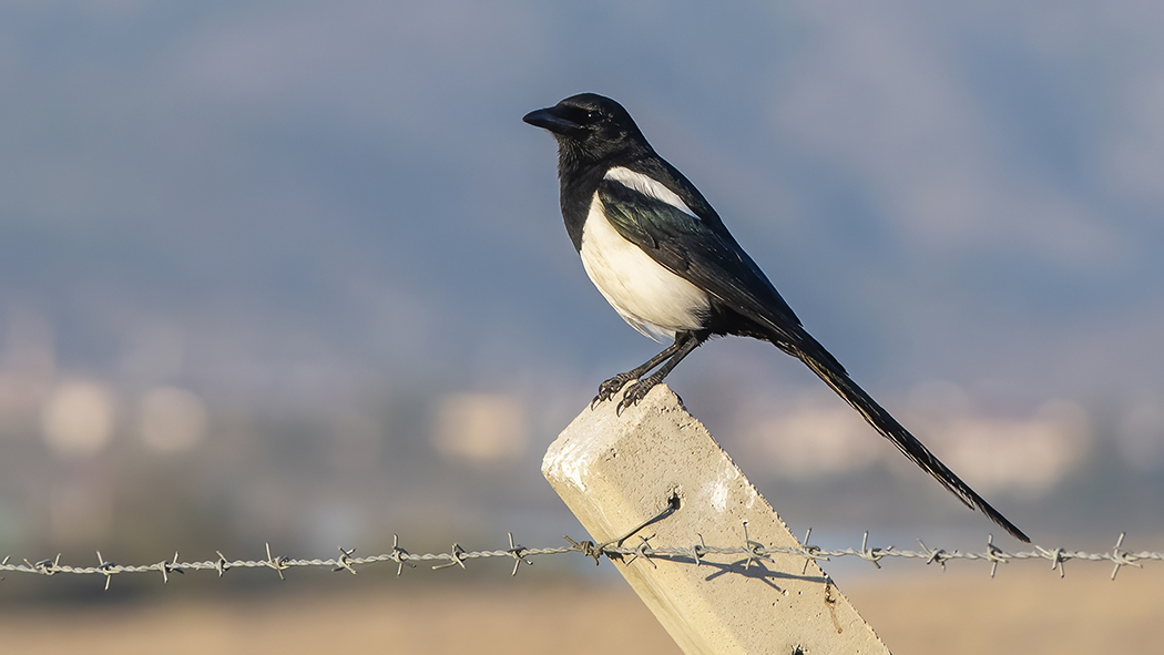 Eurasian Magpie