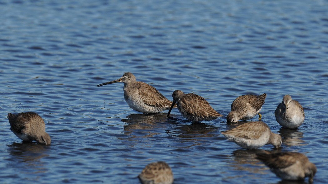 Long-billed Dowitcher