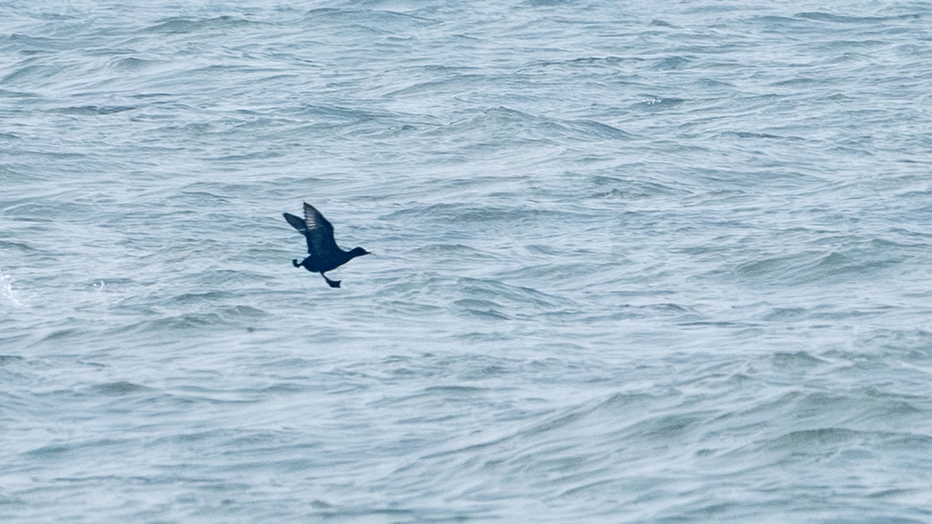 Common Scoter