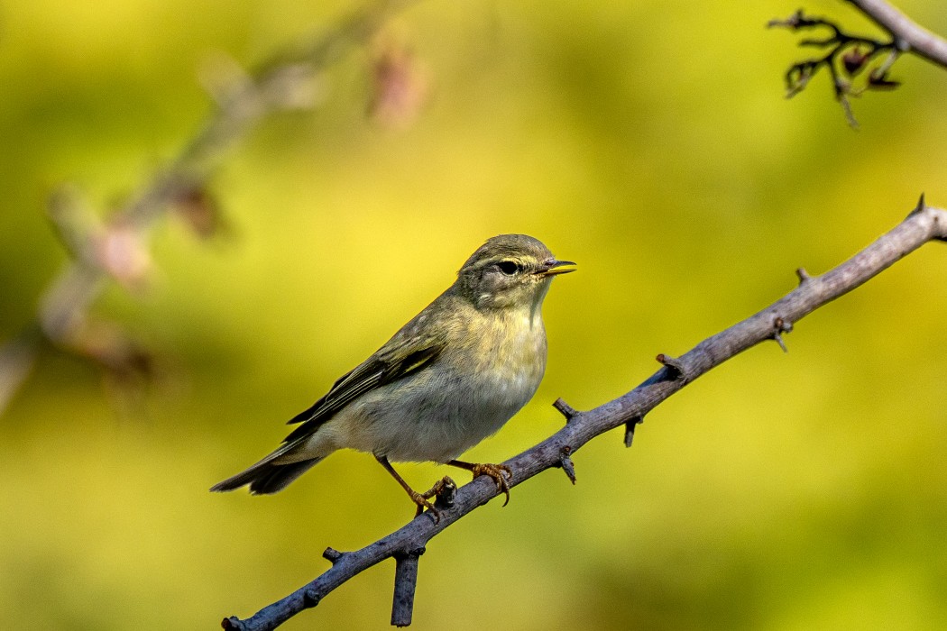 Willow Warbler