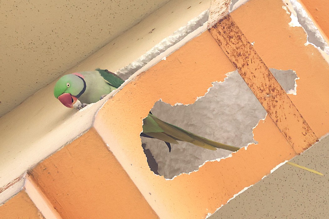 Alexandrine Parakeet