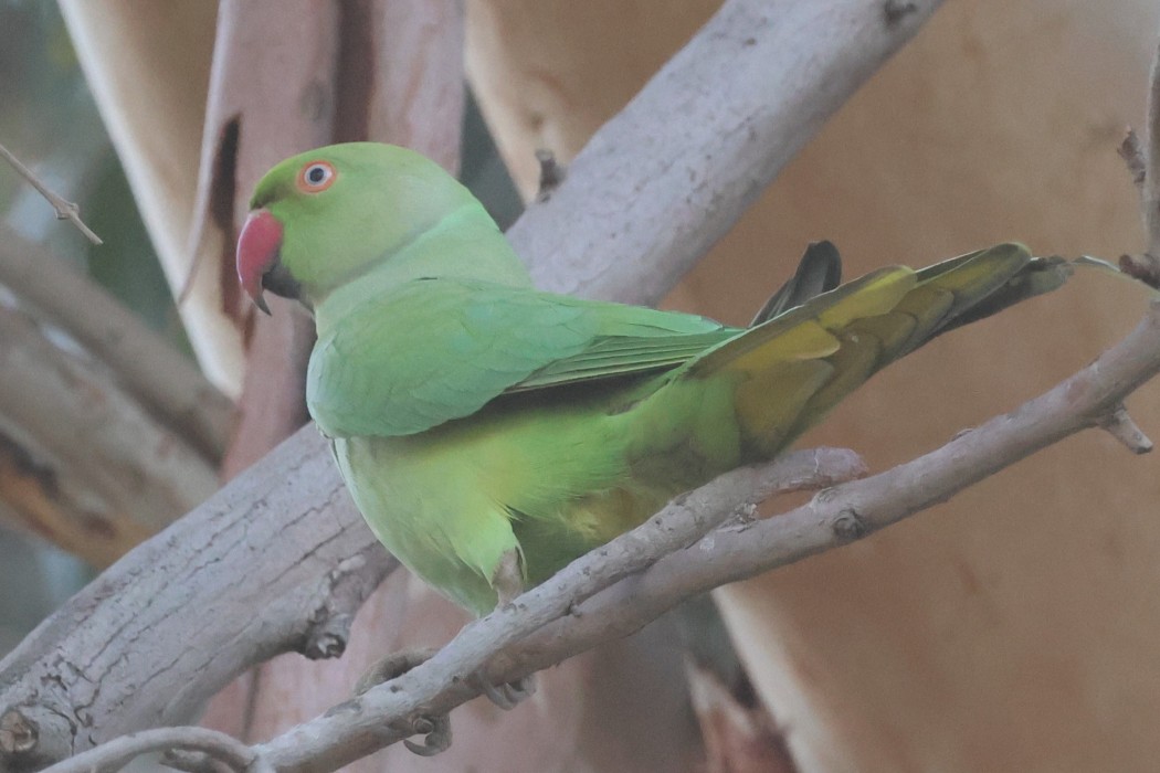 Rose-ringed Parakeet