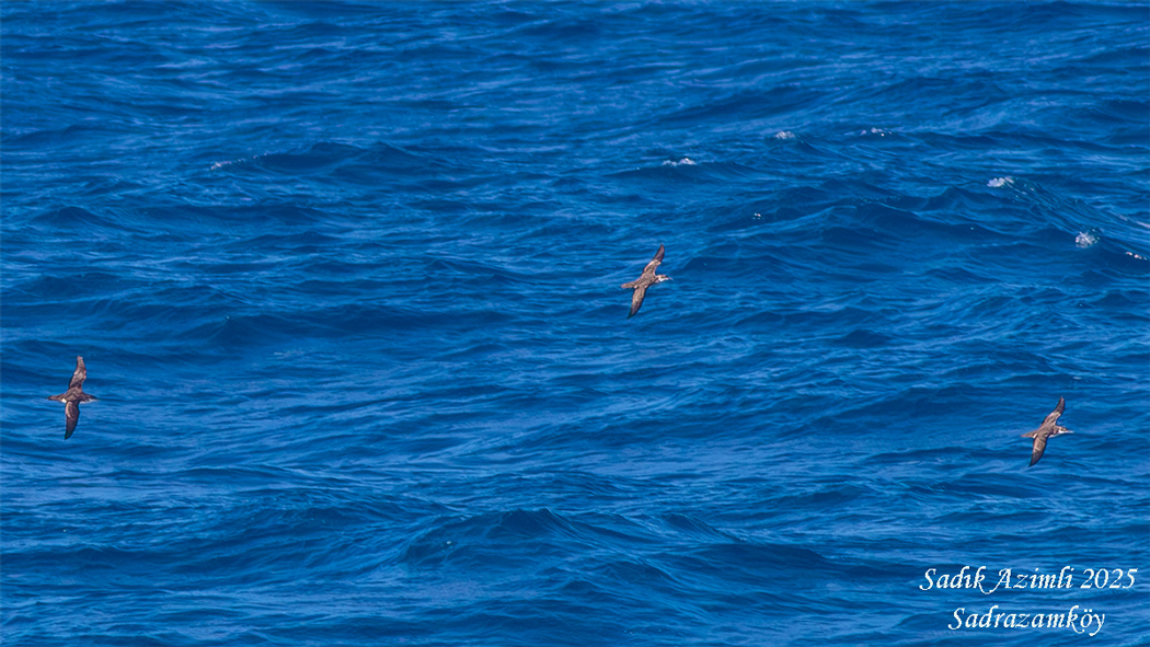 Yelkouan Shearwater