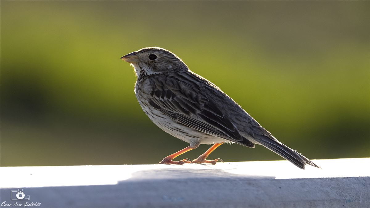 Corn Bunting