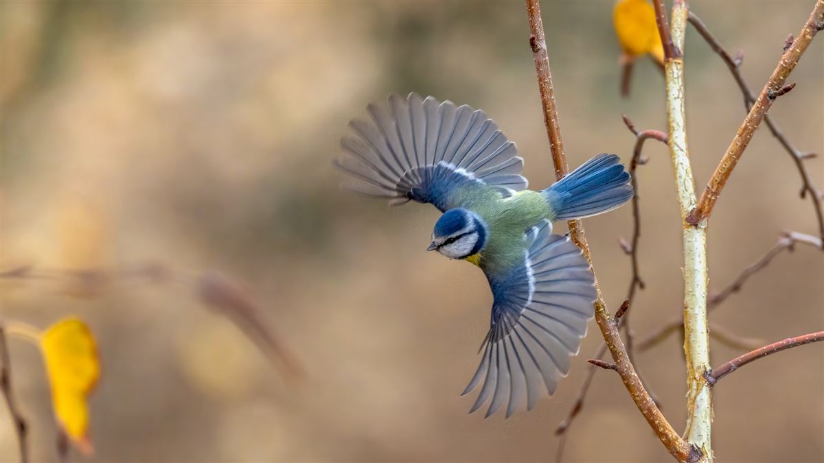 Eurasian Blue Tit