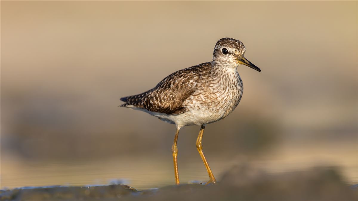Wood Sandpiper