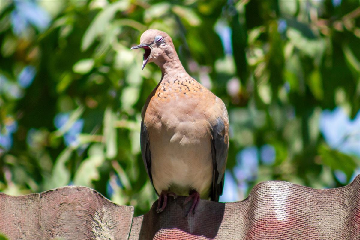 Laughing Dove