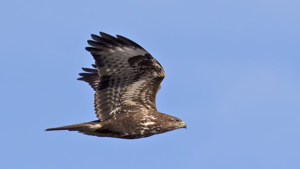 Common Buzzard