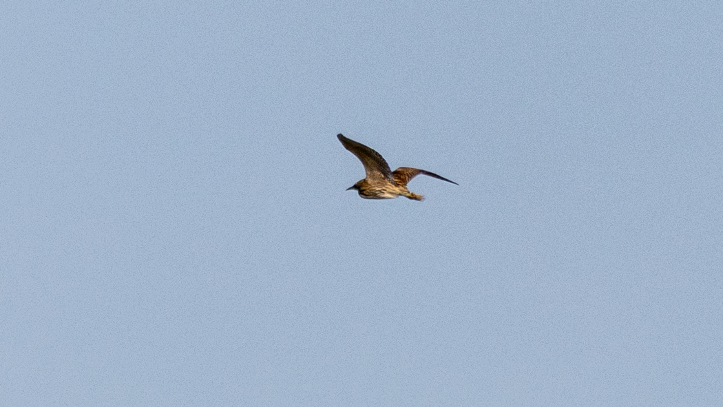 Eurasian Bittern