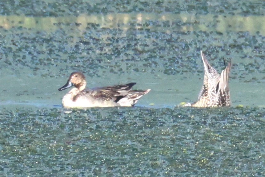 Northern Pintail