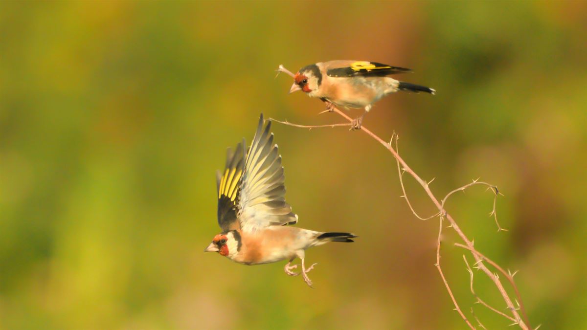 European Goldfinch