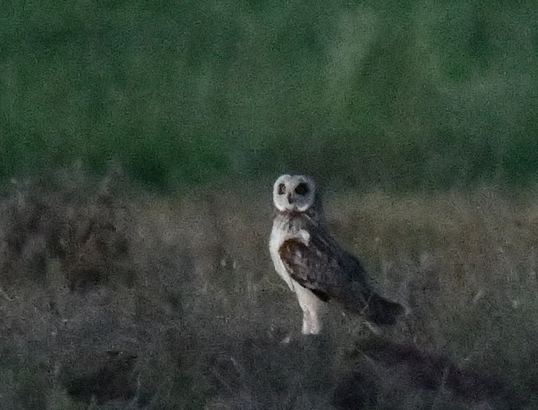Short-eared Owl