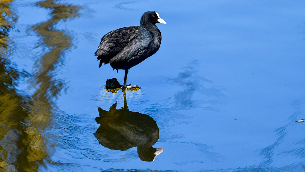 Eurasian Coot