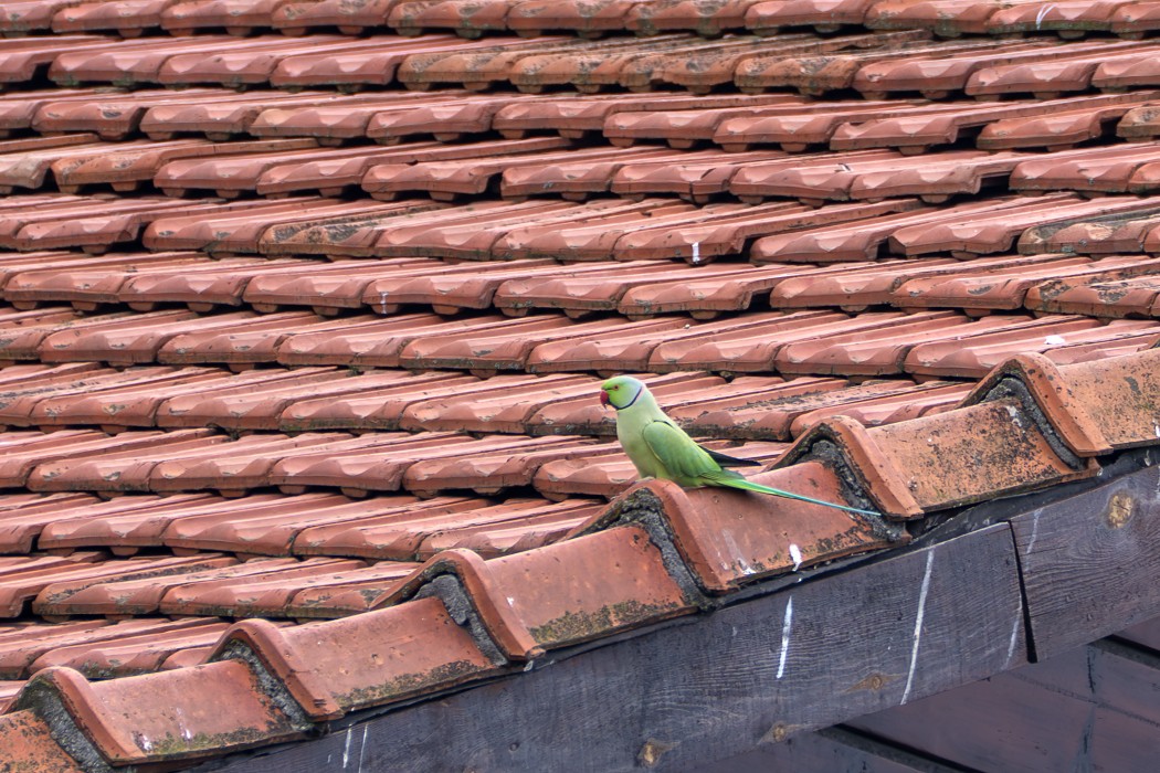 Rose-ringed Parakeet